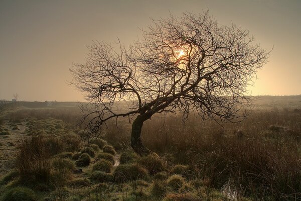 Einsamer Baum auf Sonnenuntergang Hintergrund