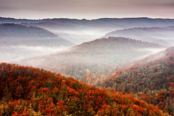 Jesień drzewo Natura i Las