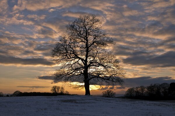 Arbre solitaire debout dans un champ