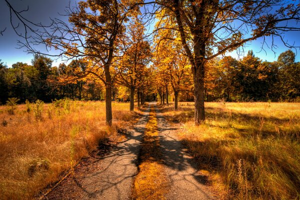 Autumn alley with bald trees and yellow grass