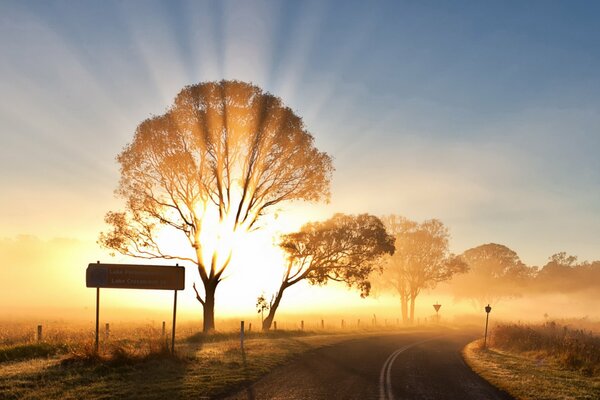 Paysage d arbres sur lesquels le soleil brûle