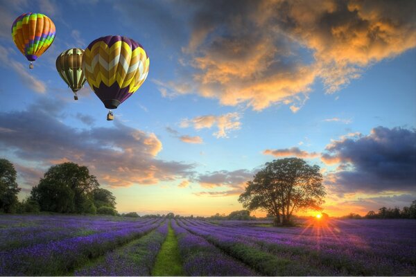 Globos vuelan sobre un campo de flores al atardecer