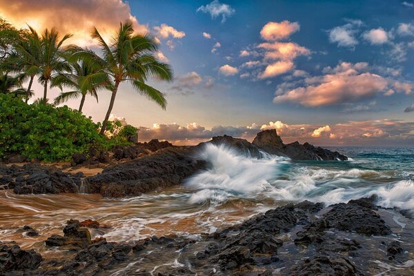 Landscape of tall palm trees and a beach with rocks on the Pacific Ocean in Hawaii