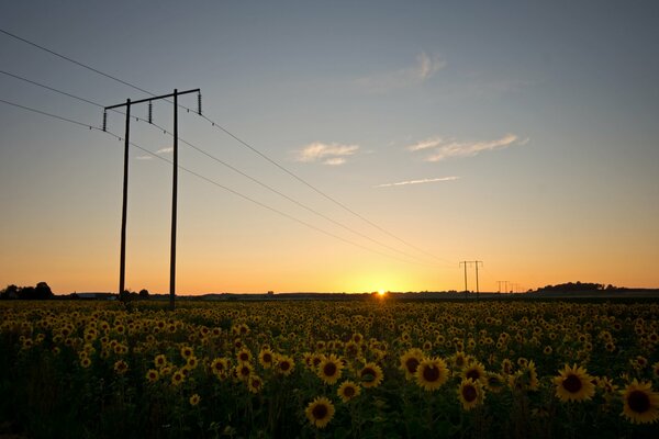 Girasoles en Suecia en el fondo de la puesta de sol de la tarde