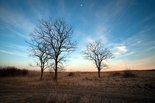 Paesaggio di alberi spogli contro il cielo