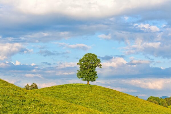 Paisaje de un solo árbol, campo y cielo