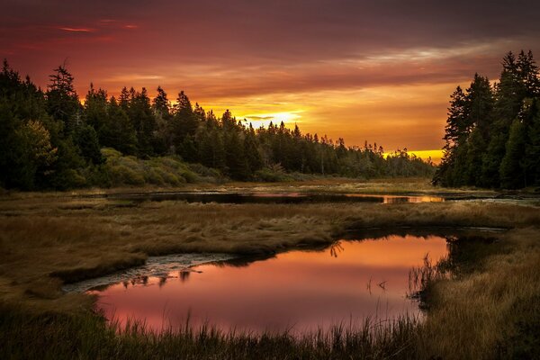 Forest and lake at sunset