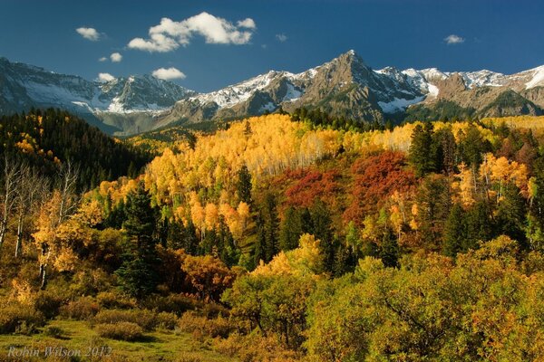 Herbstzeit schöner Wald