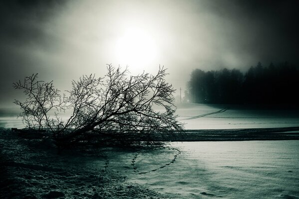 Schwarz-weiß düstere Winterlandschaft