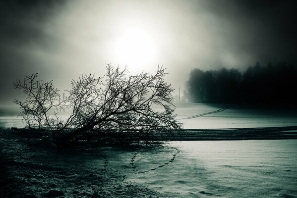Черно белый мрачный зимний пейзаж