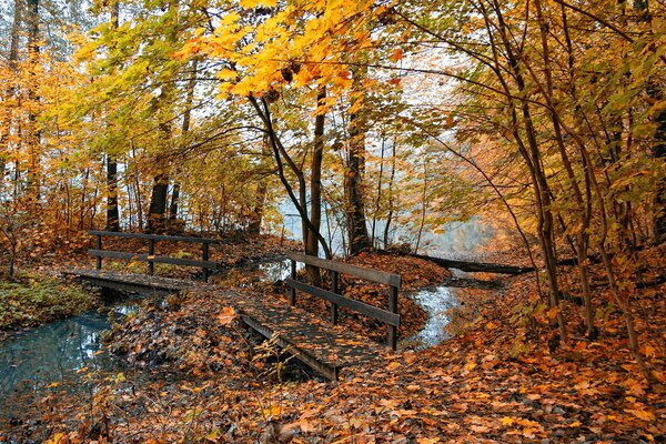 A park with a carpet of leaves and a bridge over a stream