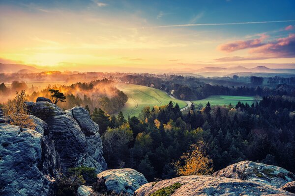 Morning in a beautiful forest