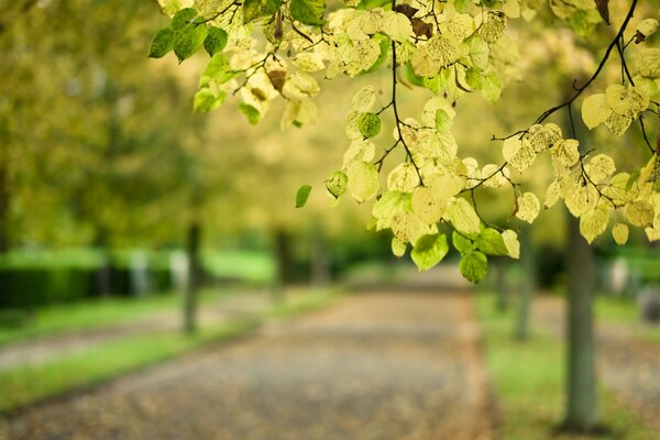 Autumn well let s ask the leaves where it is May