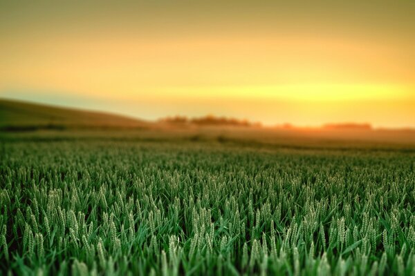 Natürliche Schönheit: Dämmerung, Himmel, Gras