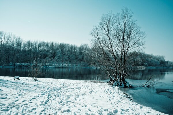 Lago invernale con alberi in tempo per la neve