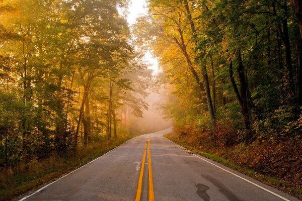 The forest road goes into the distance