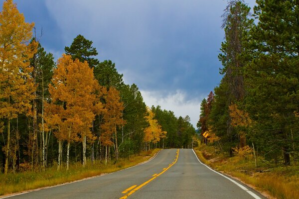 Carril del bosque otoño pino abeto