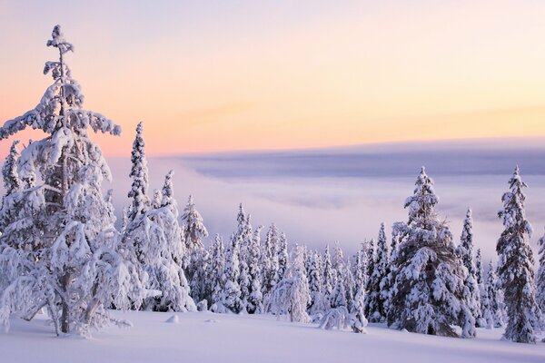 Paesaggio invernale con alberi di Natale bianchi come la neve