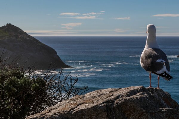 Mouette debout sur une pierre et regarde la mer