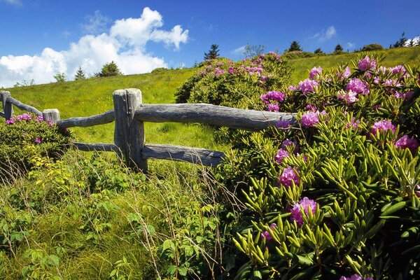 Lichtung mit Blumen und Hecke im Sommer