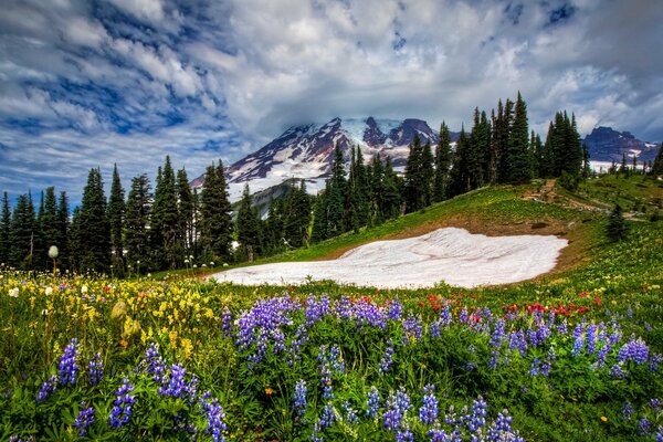 Fleurs de printemps dans les montagnes