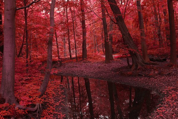 Hermoso paisaje de otoño rojo