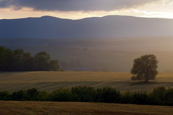 Feld Baum Landschaft Sträucher Sonnenuntergang