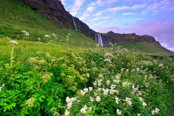 Hierba verde de Islandia por la mañana