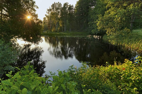 The surface of a lake in Sweden near grass and trees