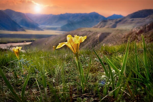 Gelbe Blume, junges grünes Gras auf dem Hintergrund der Berge