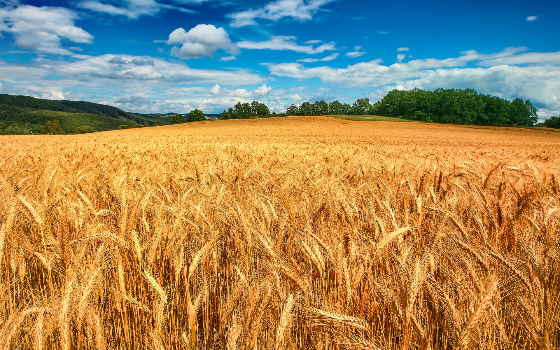 feld weizen ohren wald bäume himmel wolken