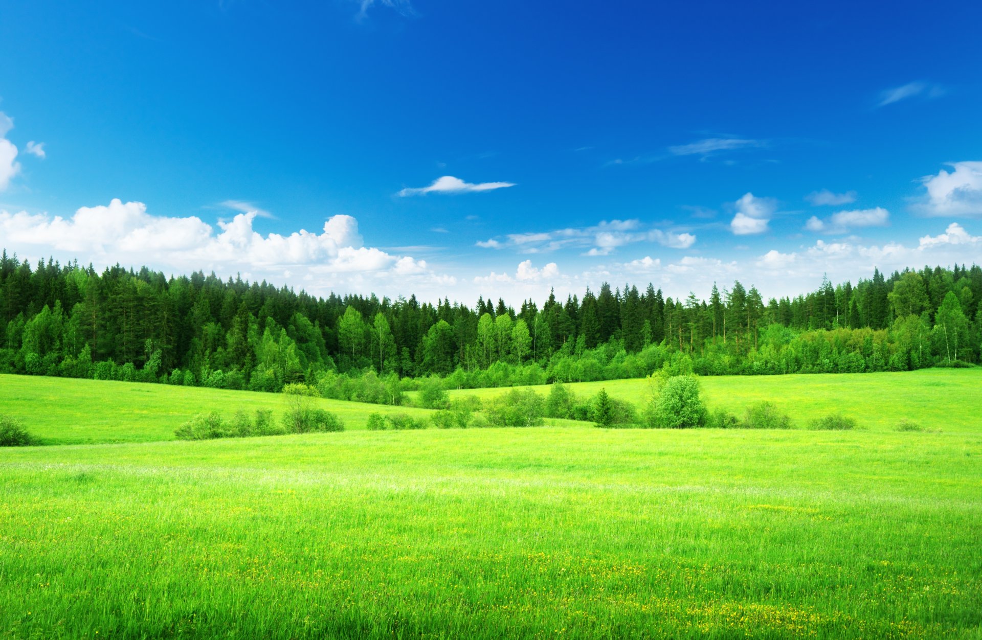 nature champ herbe vert vert clair forêt arbres ciel nuages