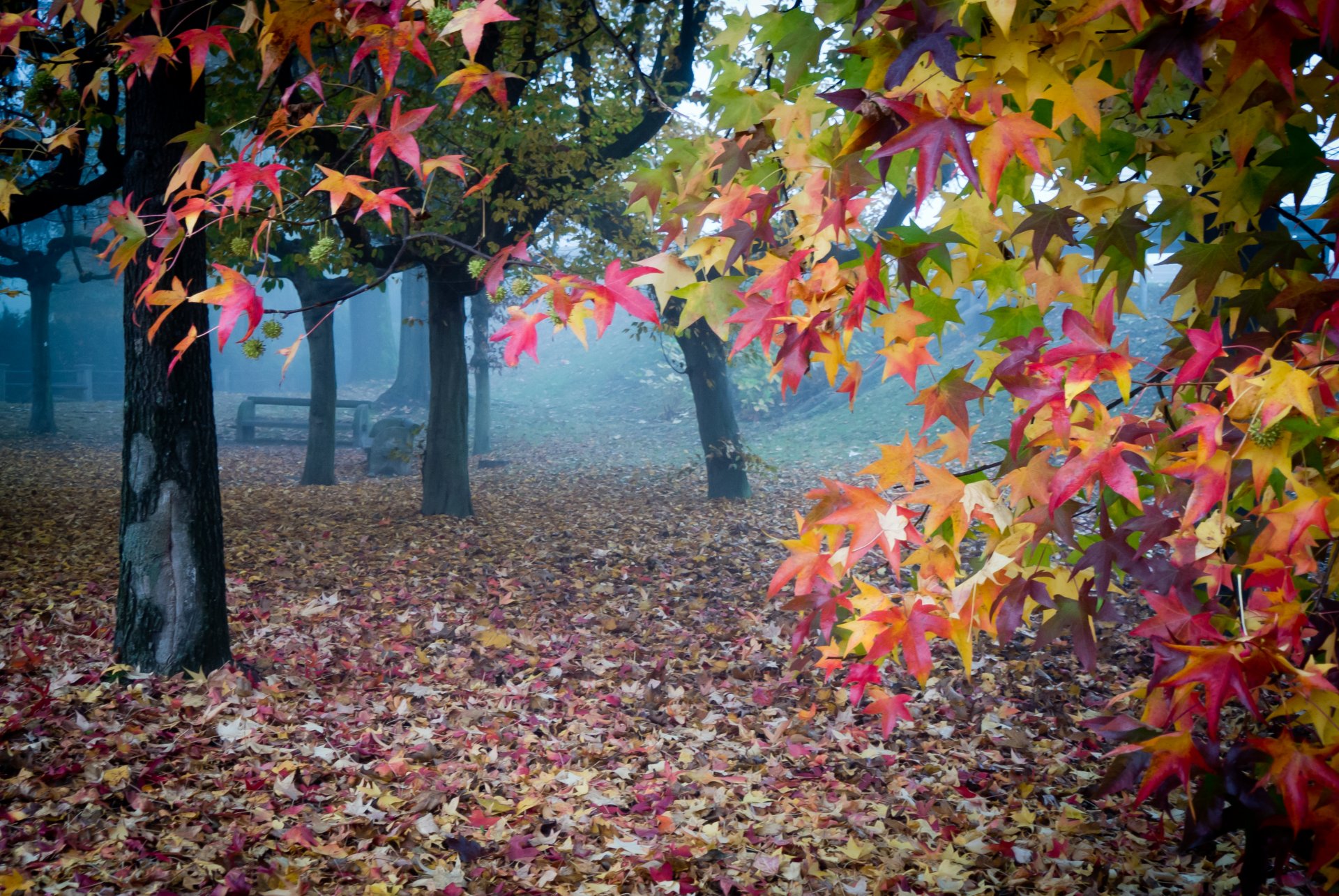 jardín otoño hojas niebla