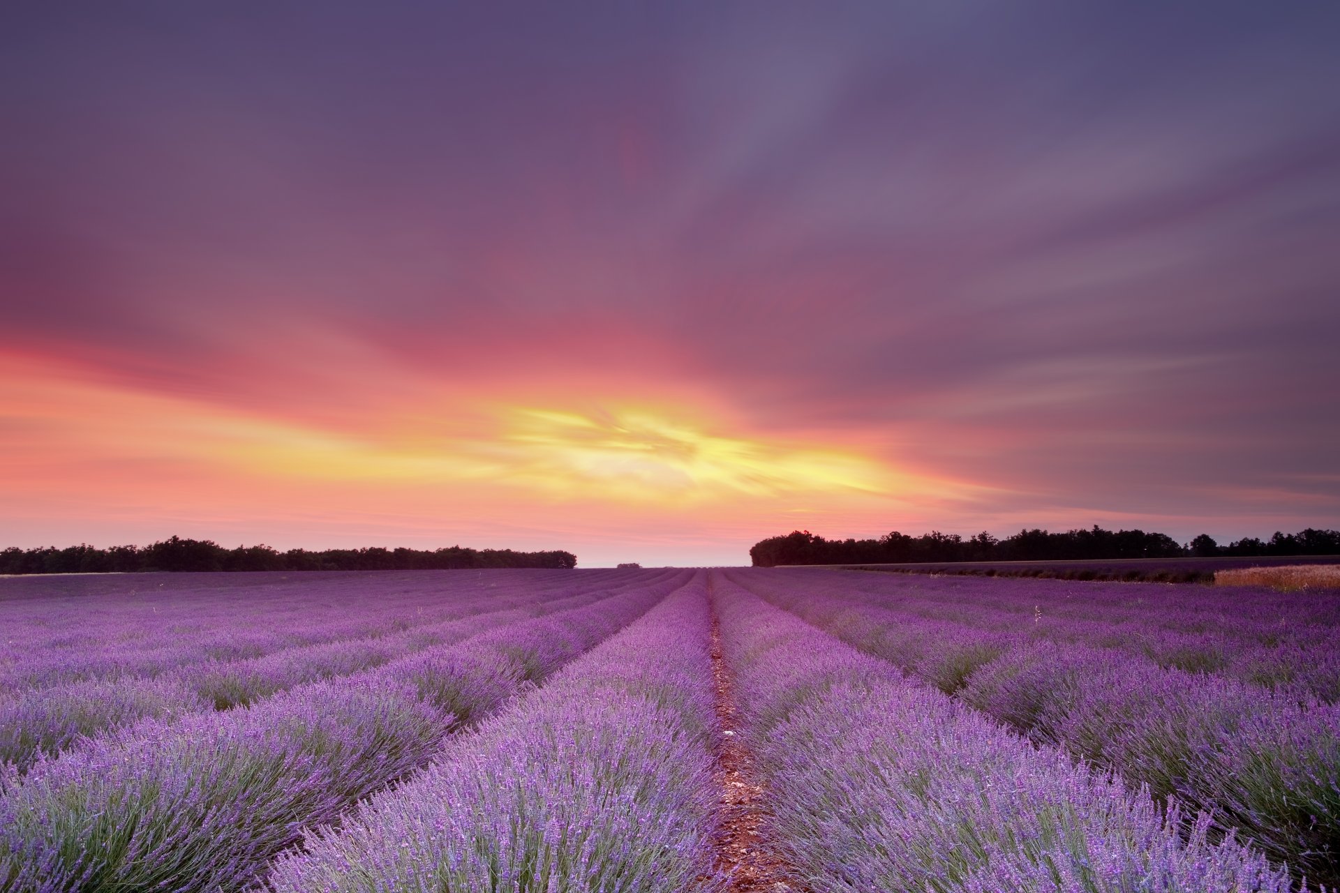 coucher de soleil soleil ciel champ lavande fleurs