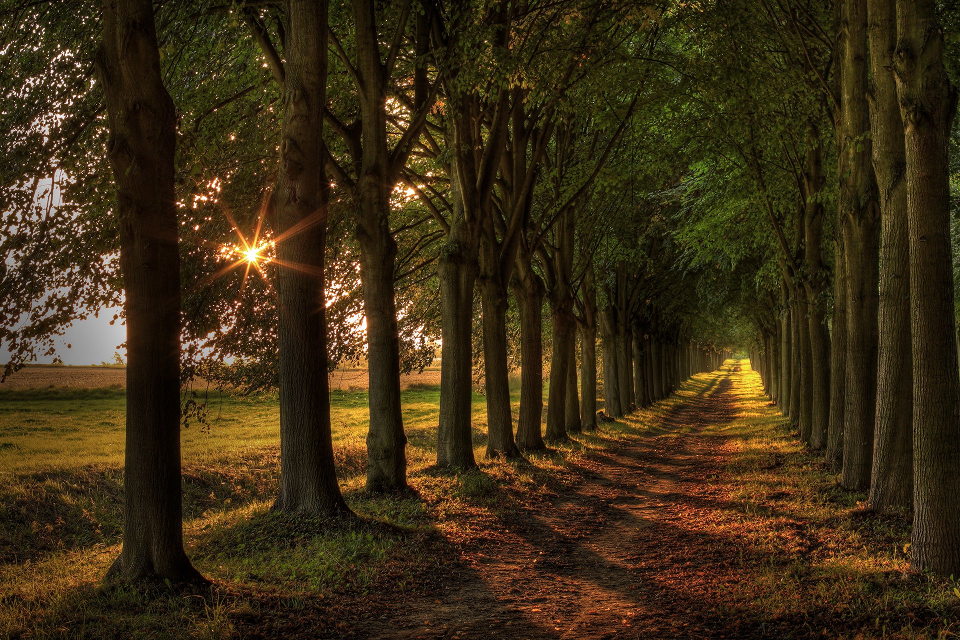 дорога деревья свет пейзаж