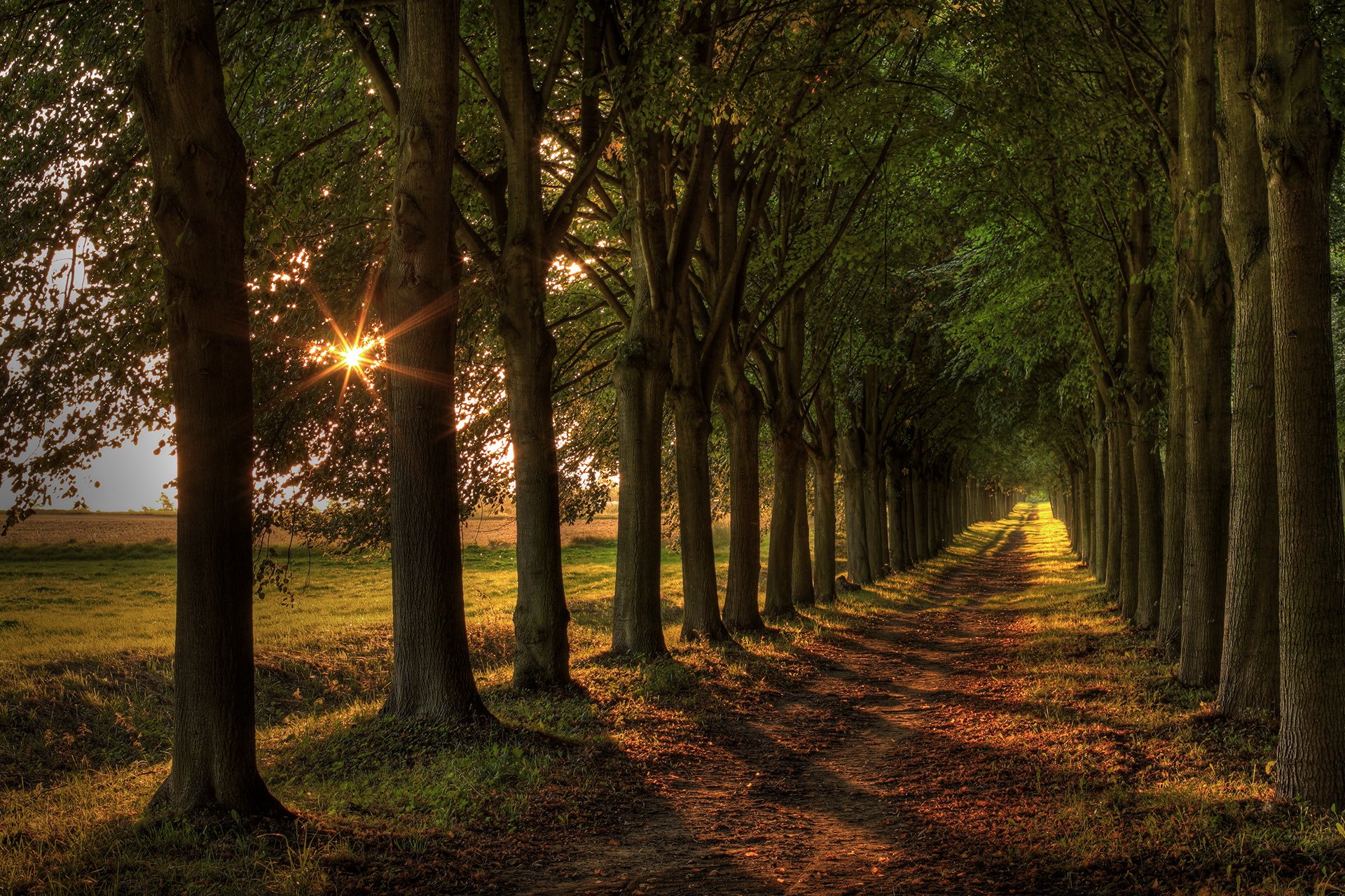 route arbres lumière paysage