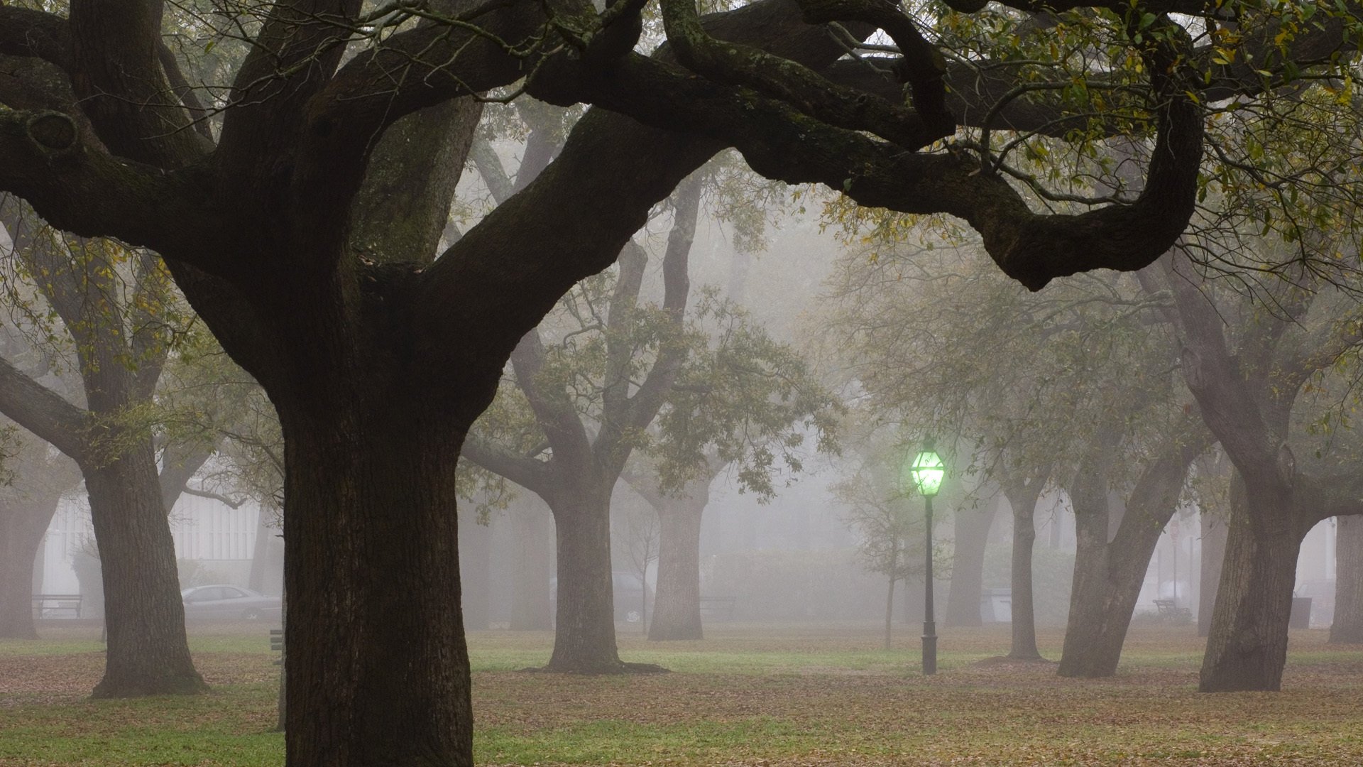 árboles niebla linterna ciudad