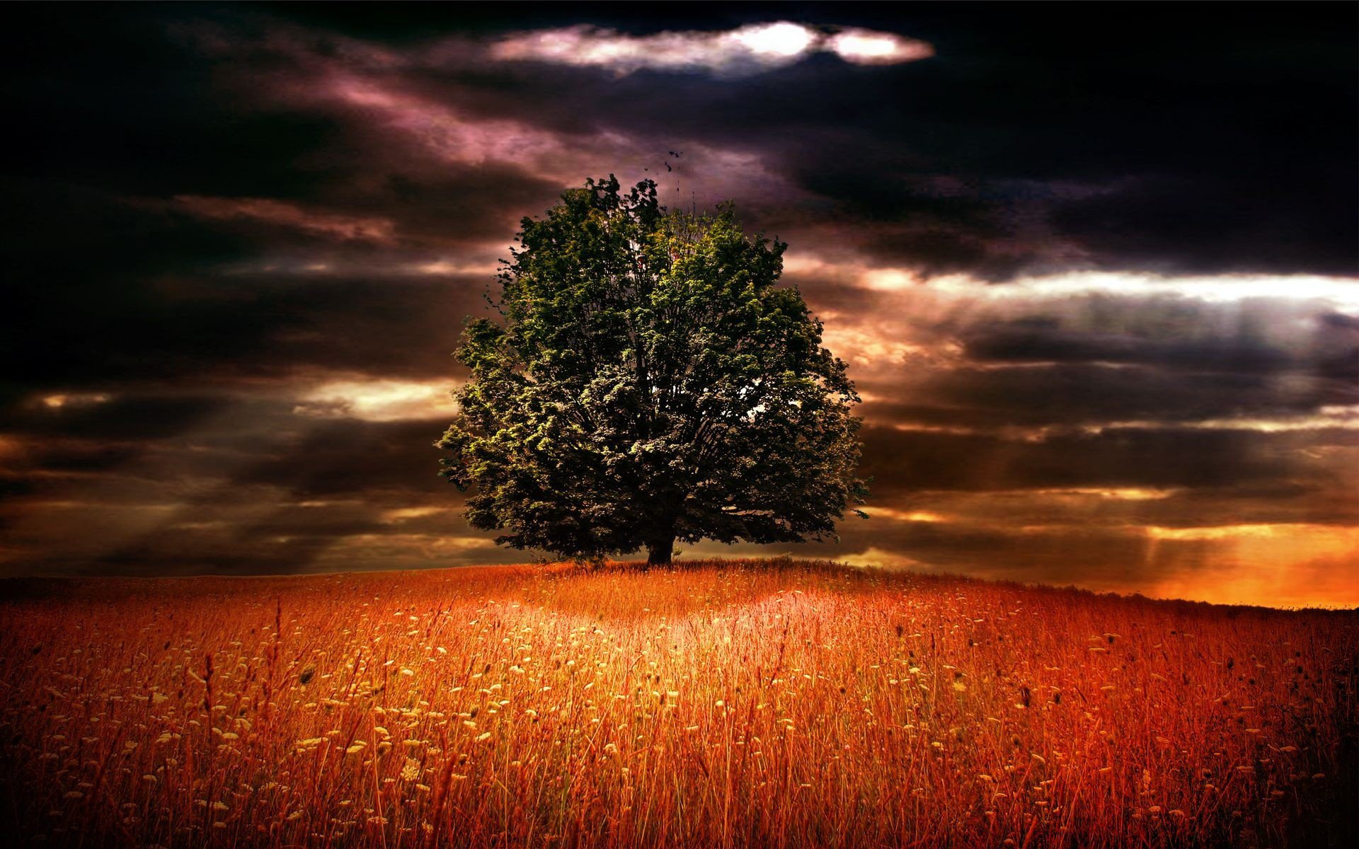 campo hierba flores naturaleza árbol horizonte cielo nubes nubes sombrío rayos claraboyas