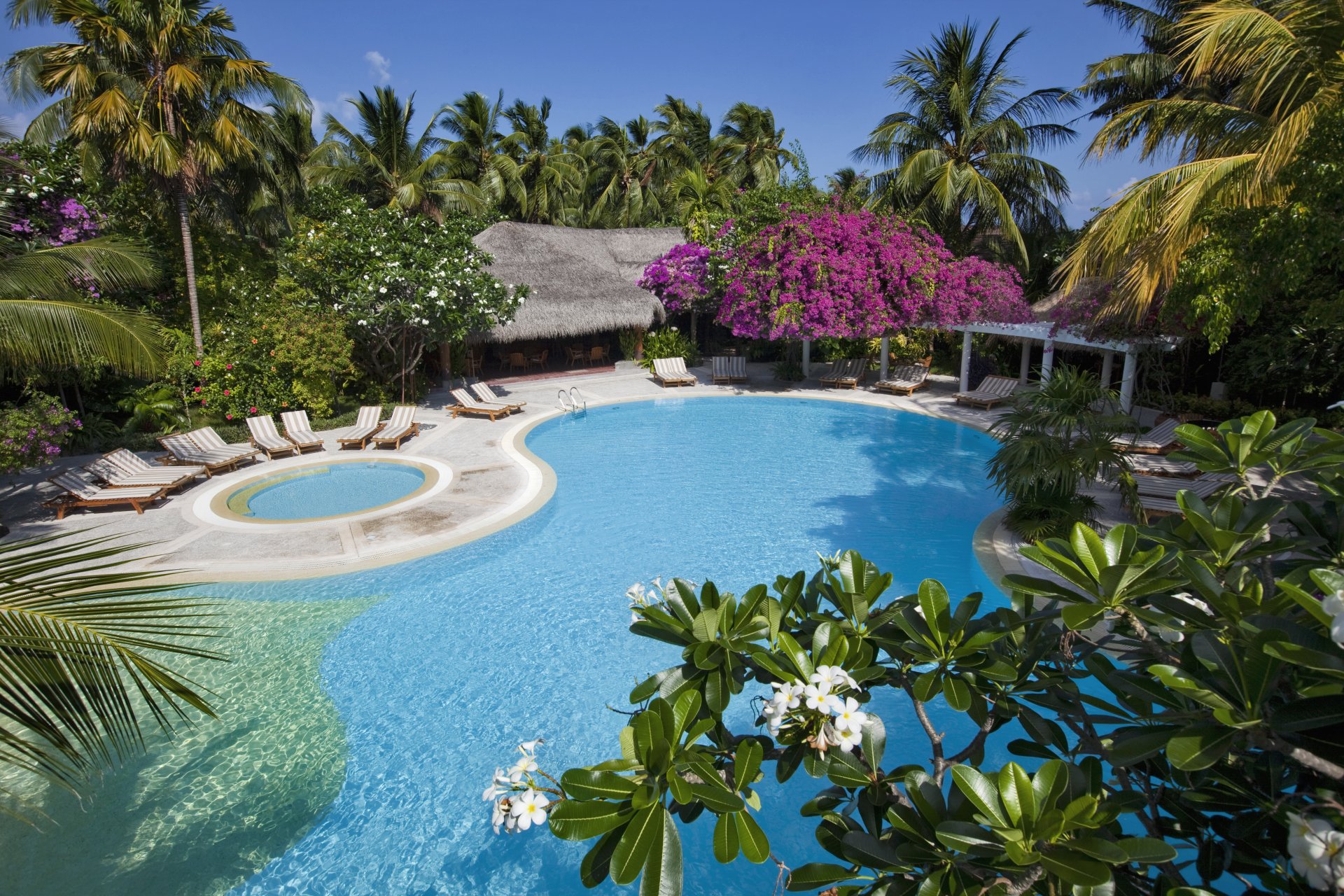 maldive bungalow piscina sedie a sdraio palme alberi natura