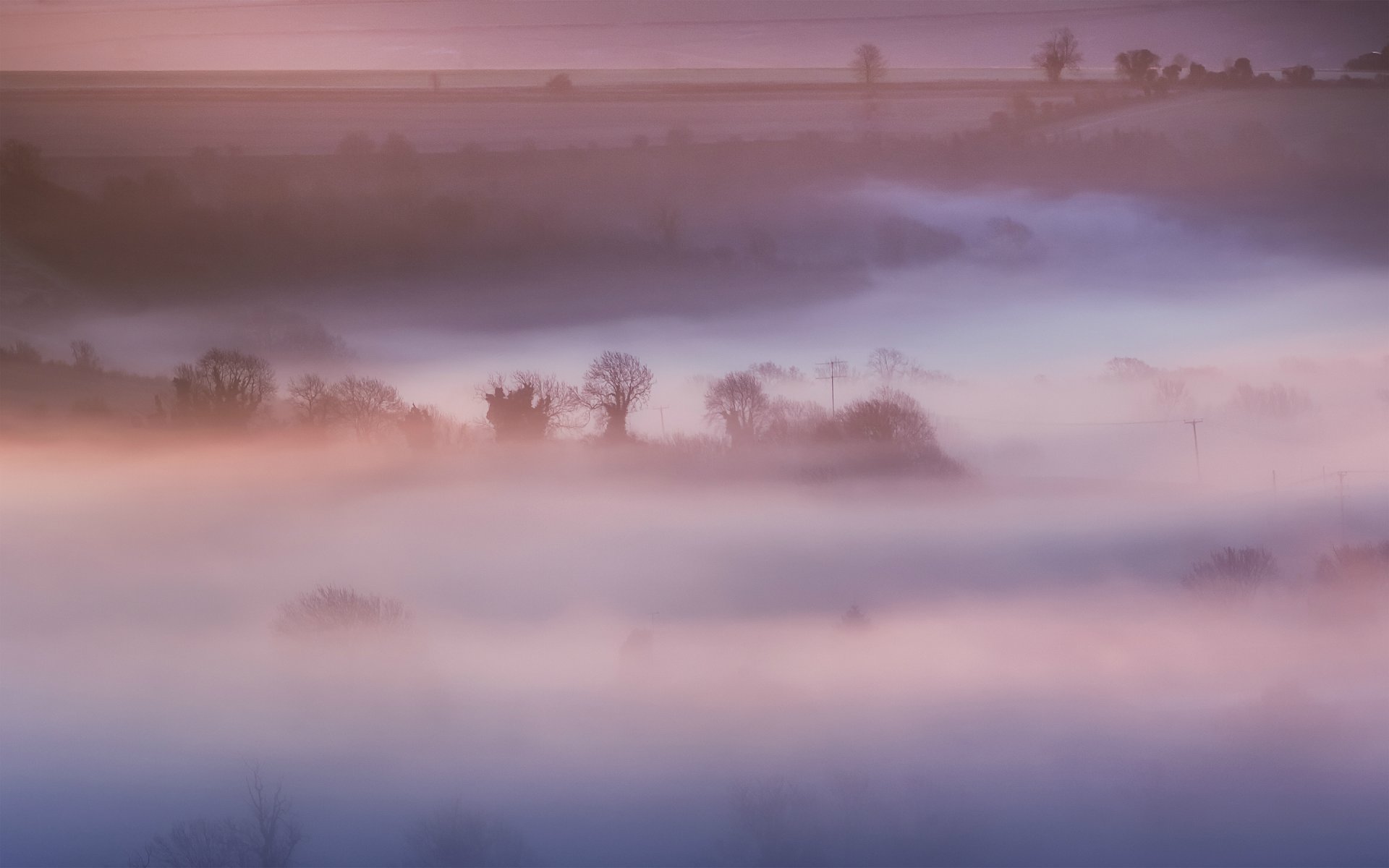 royaume-uni angleterre matin arbres champ nature rose brouillard brume