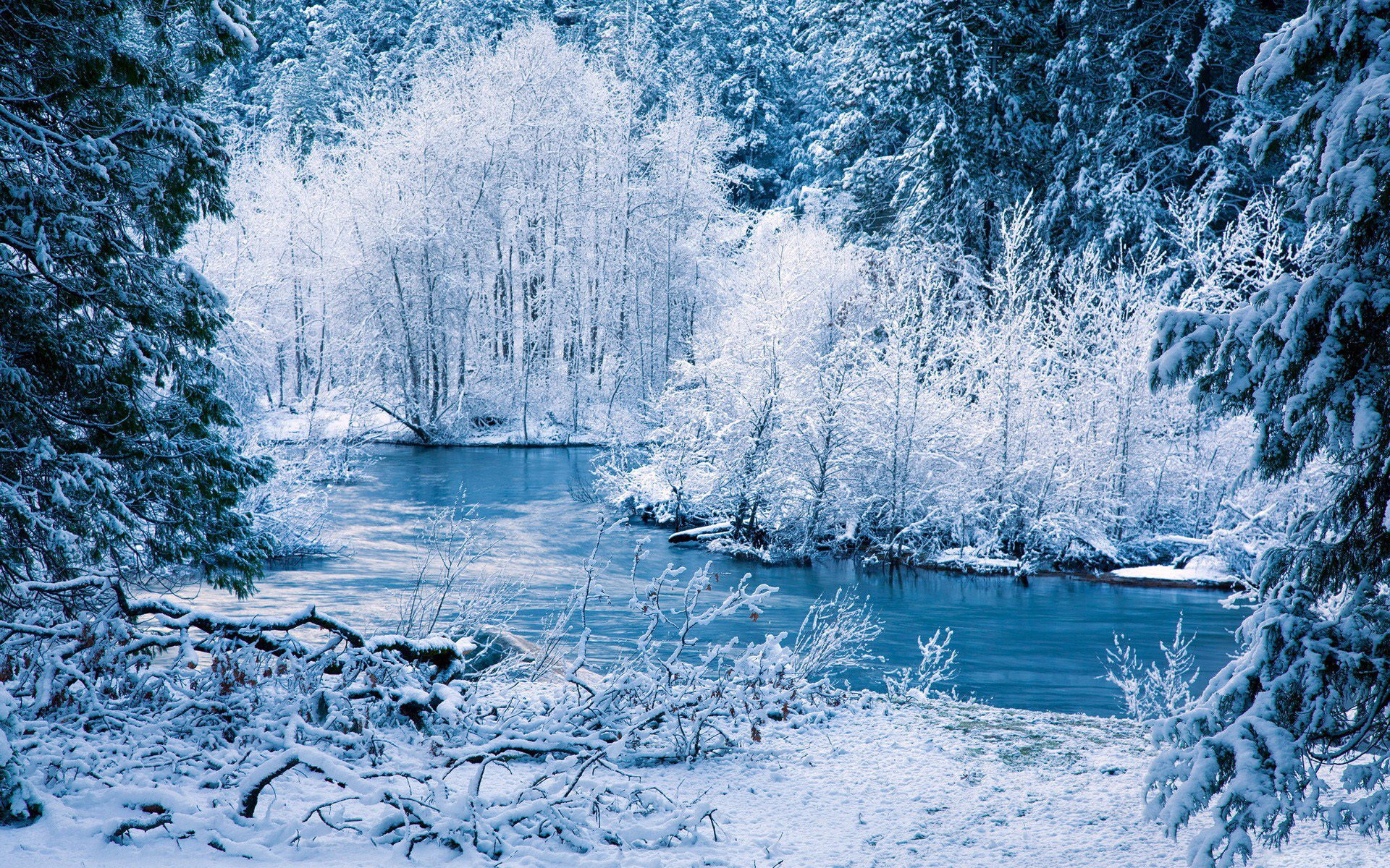 natura las drzewa rzeka śnieg zima