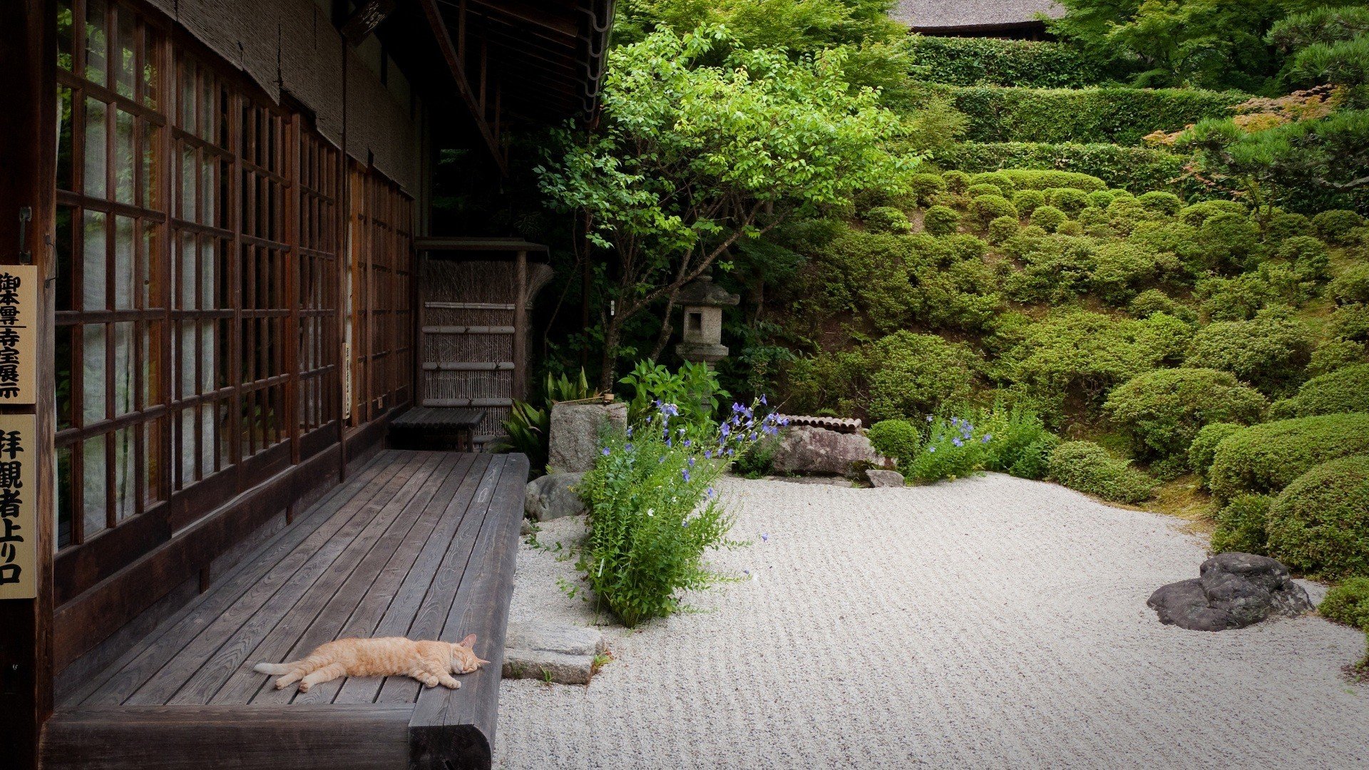 japonia dom ogród patio piasek kot kot drzewa krzewy