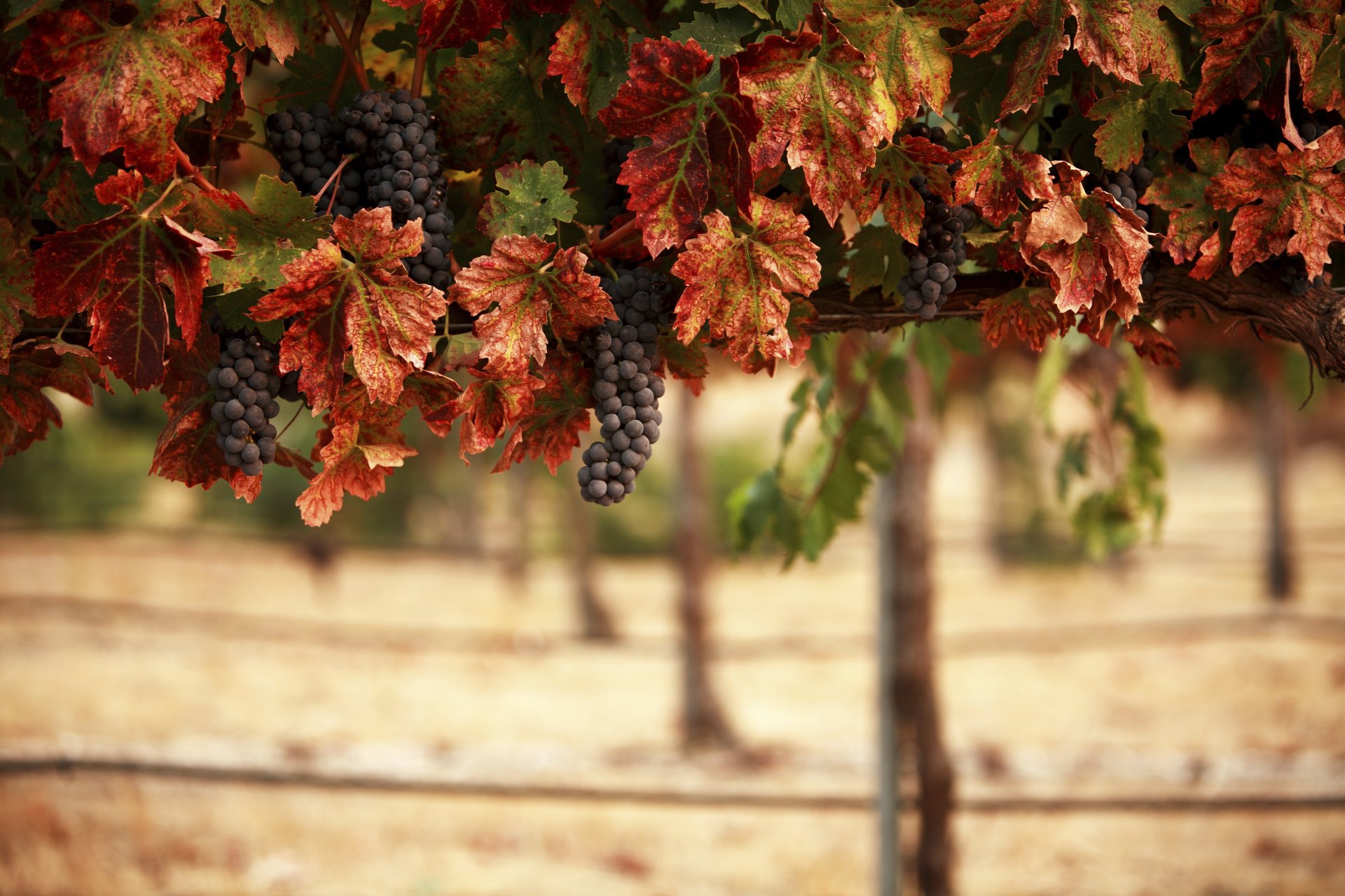 vineyard clusters leaves blur landscape nature