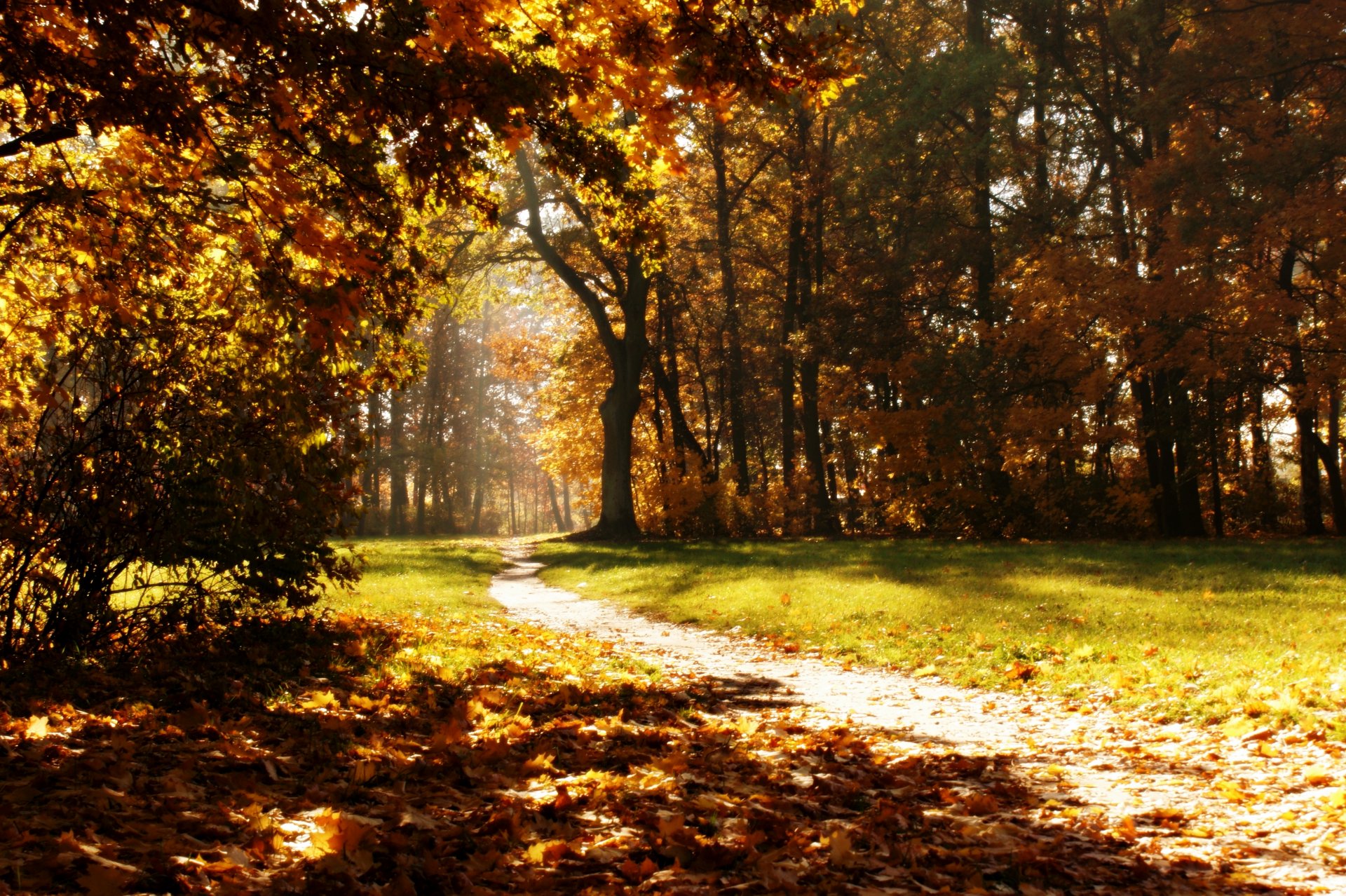 otoño parque sendero naturaleza