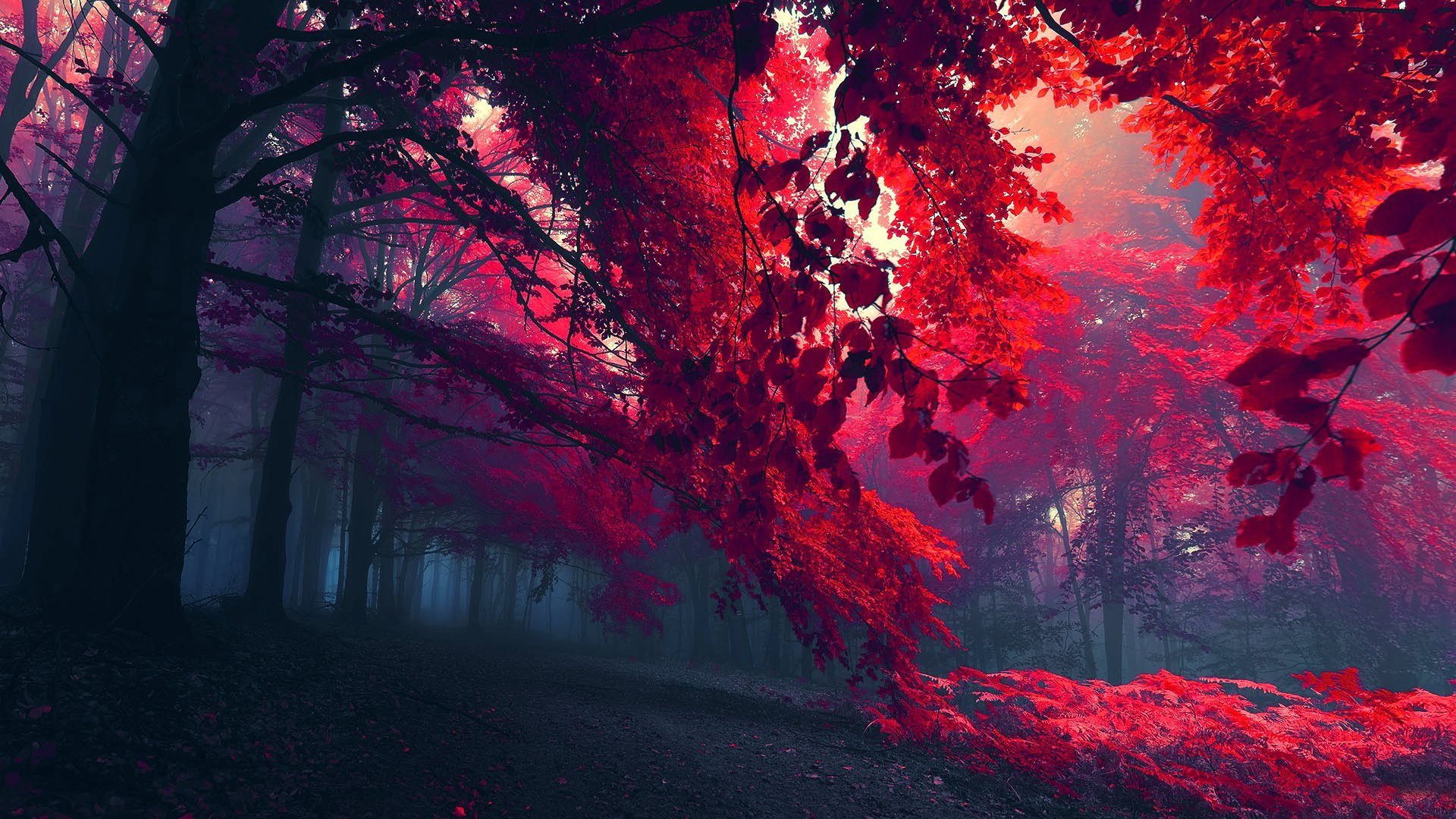 wald bäume zweige blätter herbst laub nebel