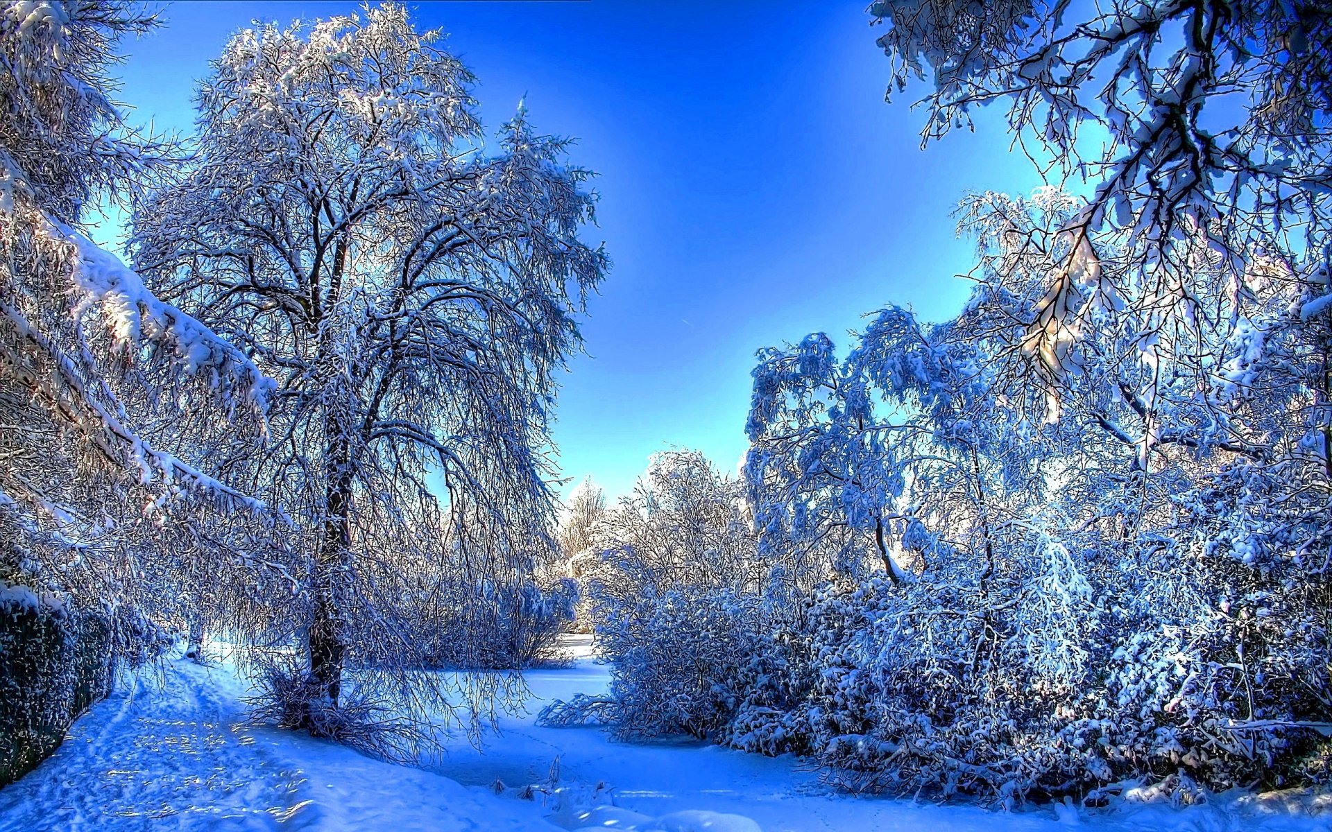 forêt arbres branches hiver neige empreintes nature