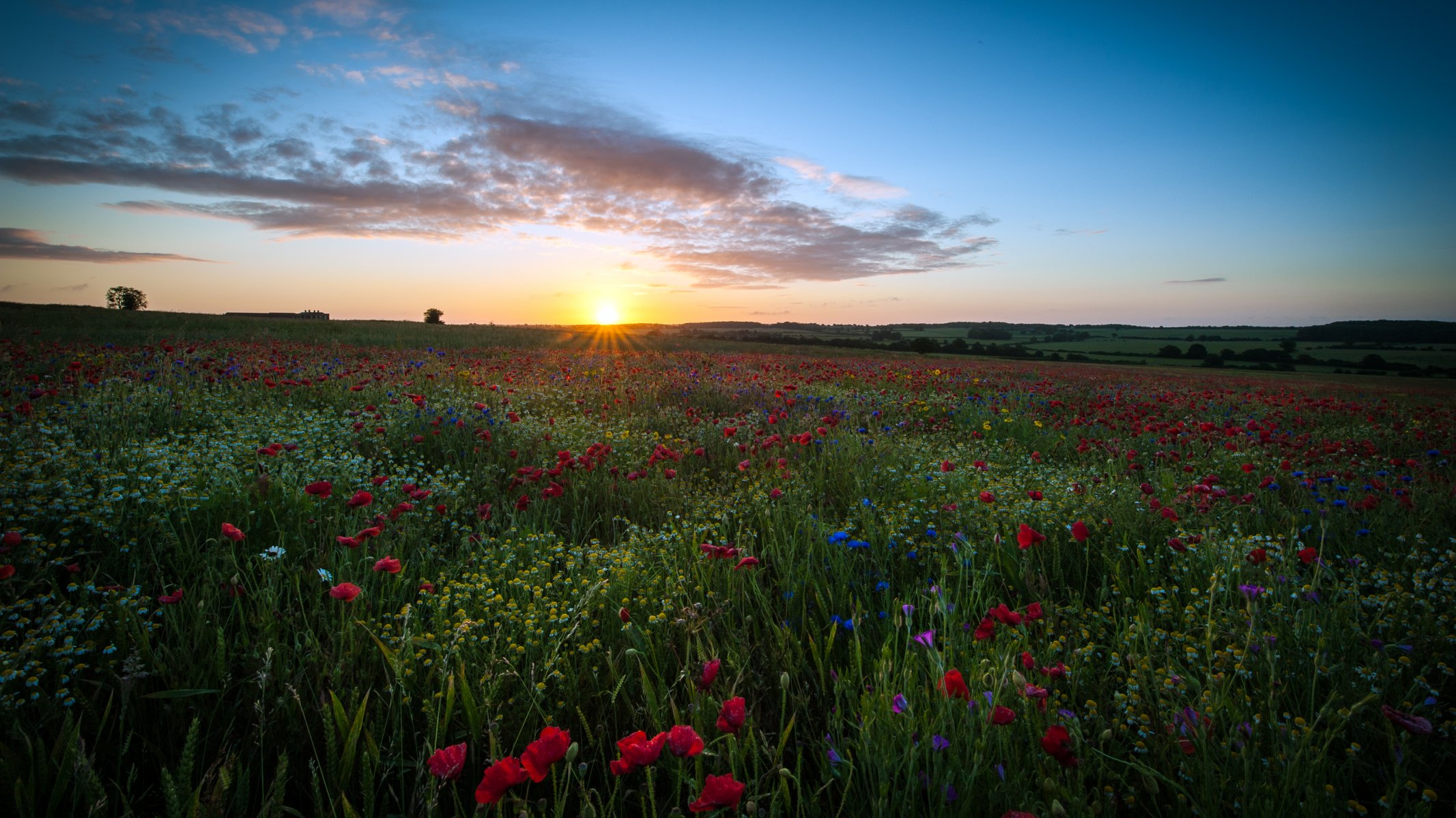 reino unido inglaterra hertfordshire campo flores amapolas margaritas cielo nubes sol