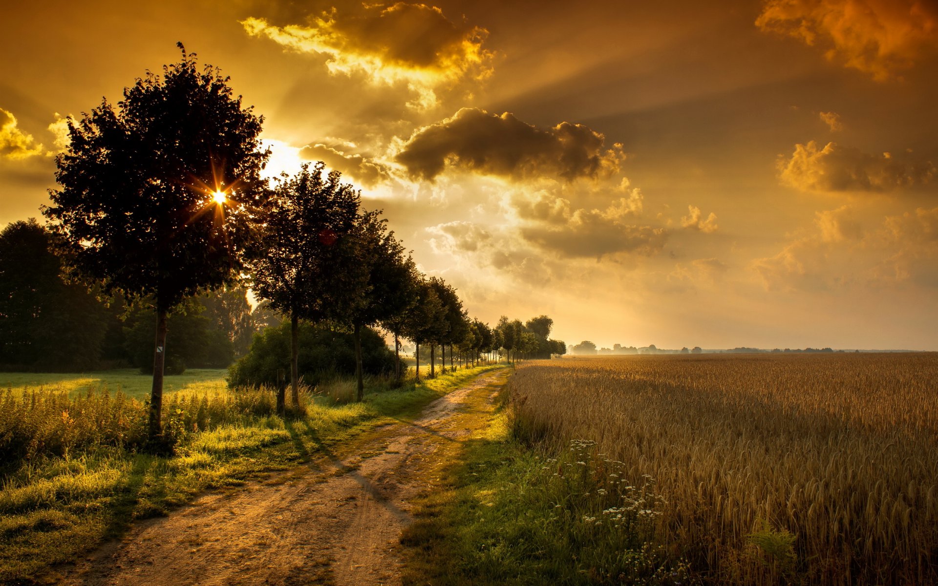 sonnenuntergang straße bäume feld landschaft