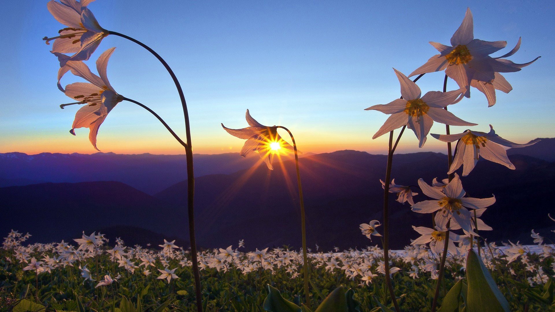 campo fiori petali montagne distanza orizzonte cielo tramonto alba natura