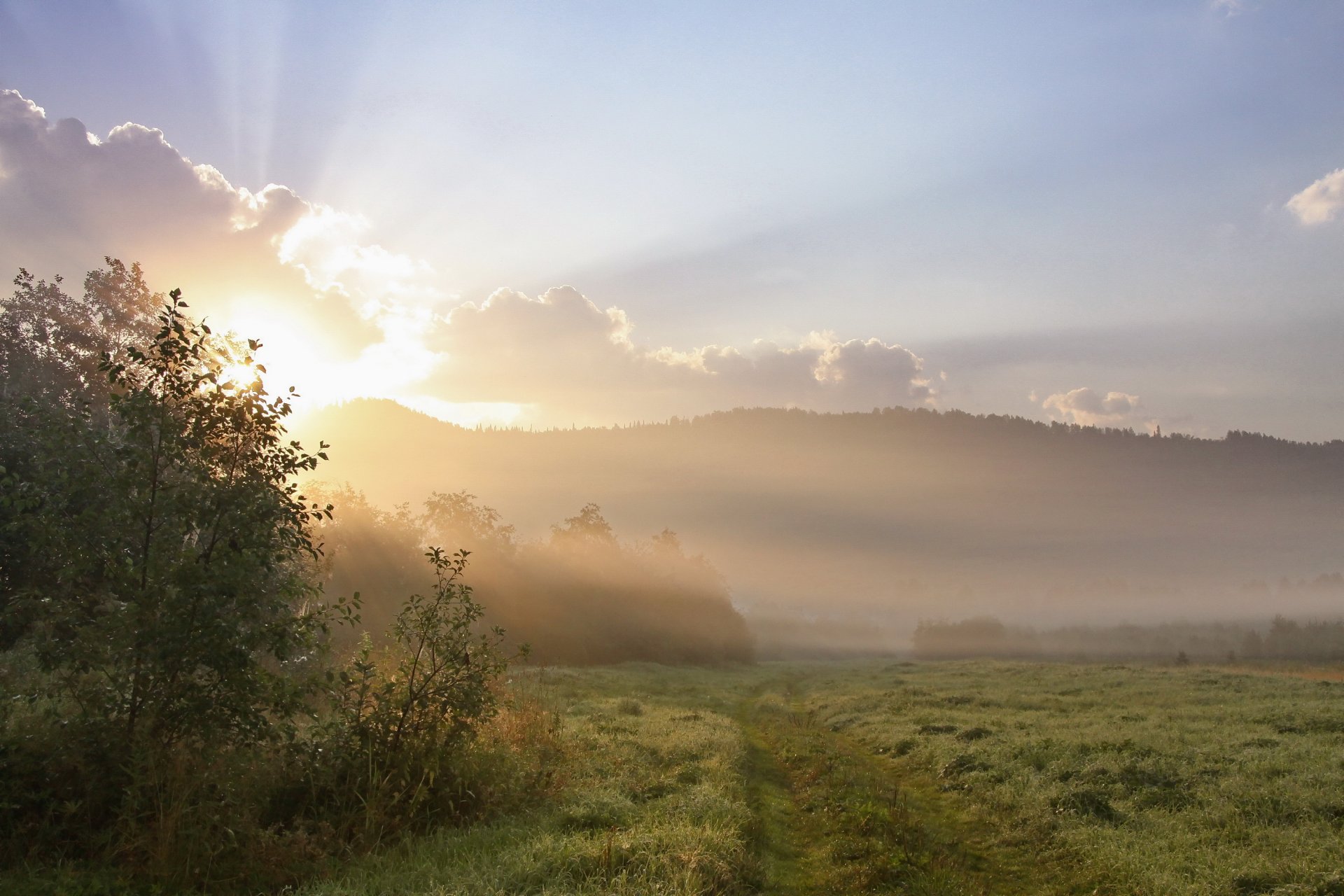 mattina sole nebbia campo erba rugiada alberi colline paesaggio natura